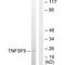 TNF Superfamily Member 9 antibody, A06032, Boster Biological Technology, Western Blot image 
