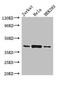 Major Histocompatibility Complex, Class I, C antibody, CSB-PA15099A0Rb, Cusabio, Western Blot image 