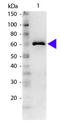 Albumin antibody, R1048PS, Origene, Western Blot image 