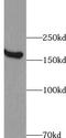 ATP Binding Cassette Subfamily A Member 8 antibody, FNab00029, FineTest, Western Blot image 