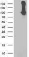 Signal Transducer And Activator Of Transcription 5A antibody, LS-C172921, Lifespan Biosciences, Western Blot image 