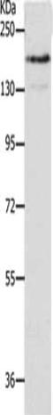 Neurofascin antibody, CSB-PA073153, Cusabio, Western Blot image 