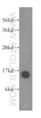 Acyl-CoA Thioesterase 13 antibody, 16782-1-AP, Proteintech Group, Western Blot image 