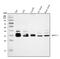 Musashi RNA Binding Protein 1 antibody, A05052-1, Boster Biological Technology, Western Blot image 
