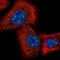 IQ Motif Containing K antibody, HPA048786, Atlas Antibodies, Immunocytochemistry image 