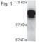 Kinesin Family Member 5C antibody, PA1-644, Invitrogen Antibodies, Western Blot image 