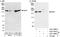 Early Endosome Antigen 1 antibody, A301-898A, Bethyl Labs, Immunoprecipitation image 