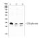 Four And A Half LIM Domains 1 antibody, A01258-1, Boster Biological Technology, Western Blot image 