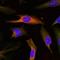 MAPK Activated Protein Kinase 2 antibody, orb14684, Biorbyt, Immunofluorescence image 