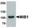 Mindbomb E3 Ubiquitin Protein Ligase 1 antibody, LS-C336165, Lifespan Biosciences, Western Blot image 