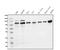 Mitogen-Activated Protein Kinase 7 antibody, A02812-3, Boster Biological Technology, Western Blot image 