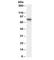 Aminoacylproline aminopeptidase antibody, R34721-100UG, NSJ Bioreagents, Western Blot image 