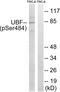 Upstream Binding Transcription Factor antibody, PA5-40183, Invitrogen Antibodies, Western Blot image 