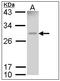 GST 3-3 antibody, AP23586PU-N, Origene, Western Blot image 