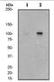 RB Transcriptional Corepressor Like 2 antibody, TA301010, Origene, Western Blot image 