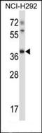 Basic Transcription Factor 3 Like 4 antibody, orb224138, Biorbyt, Western Blot image 