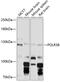 RNA Polymerase III Subunit B antibody, 14-569, ProSci, Western Blot image 