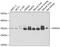 Annexin A4 antibody, 22-099, ProSci, Western Blot image 