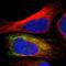 Proteasome 26S Subunit, ATPase 4 antibody, NBP1-87798, Novus Biologicals, Immunofluorescence image 