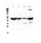 Adenylosuccinate Lyase antibody, PA5-78826, Invitrogen Antibodies, Western Blot image 