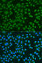 ELAV Like RNA Binding Protein 2 antibody, 19-942, ProSci, Immunofluorescence image 