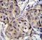 Cerebellin 2 Precursor antibody, LS-C168353, Lifespan Biosciences, Immunohistochemistry paraffin image 