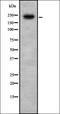 Lysine Acetyltransferase 6B antibody, orb337650, Biorbyt, Western Blot image 