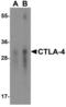 Rat CD152 antibody, LS-C669075, Lifespan Biosciences, Western Blot image 