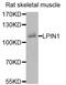 Lipin 1 antibody, STJ110784, St John