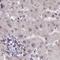 Retinoblastoma-like protein 1 antibody, NBP2-33735, Novus Biologicals, Immunohistochemistry frozen image 