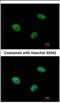 Ubiquitin Protein Ligase E3C antibody, NBP2-20790, Novus Biologicals, Immunofluorescence image 