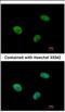 Ubiquitin-protein ligase E3C antibody, NBP2-20790, Novus Biologicals, Immunofluorescence image 