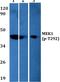 Mitogen-Activated Protein Kinase Kinase 1 antibody, A00292T292, Boster Biological Technology, Western Blot image 