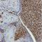 High Mobility Group Box 1 antibody, NBP2-27396, Novus Biologicals, Immunohistochemistry frozen image 