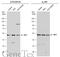 Interferon Regulatory Factor 1 antibody, GTX129134, GeneTex, Western Blot image 