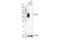 SRY-Box 10 antibody, 69661S, Cell Signaling Technology, Western Blot image 