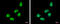 Zinc Finger Protein 329 antibody, GTX122136, GeneTex, Immunofluorescence image 