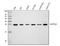 Glutathione S-Transferase Pi 1 antibody, PA1040, Boster Biological Technology, Western Blot image 