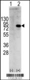 Phosphoinositide-3-Kinase Regulatory Subunit 1 antibody, 63-349, ProSci, Western Blot image 