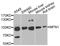 Mitofusin 1 antibody, A9880, ABclonal Technology, Western Blot image 