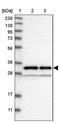 Nudix Hydrolase 5 antibody, PA5-54091, Invitrogen Antibodies, Western Blot image 