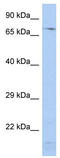 Signal Recognition Particle 72 antibody, TA330406, Origene, Western Blot image 