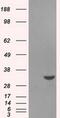 Baculoviral IAP Repeat Containing 7 antibody, MA5-25014, Invitrogen Antibodies, Western Blot image 