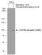 Mpf antibody, GTX133947, GeneTex, Western Blot image 