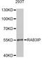 RAB3A Interacting Protein antibody, LS-C747703, Lifespan Biosciences, Western Blot image 