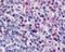 Avidin antibody, MA1-21419, Invitrogen Antibodies, Immunohistochemistry frozen image 