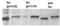 SRC Proto-Oncogene, Non-Receptor Tyrosine Kinase antibody, ab4816, Abcam, Western Blot image 