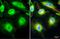 Period Circadian Regulator 2 antibody, GTX129688, GeneTex, Immunocytochemistry image 