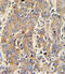 Polymeric Immunoglobulin Receptor antibody, OAAB05147, Aviva Systems Biology, Immunohistochemistry frozen image 