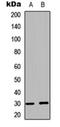 BCL2 Like 1 antibody, orb235045, Biorbyt, Western Blot image 